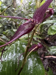 Pleurothallis phalangifera