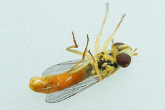 Sphaerophoria philanthus