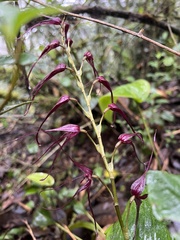 Pleurothallis phalangifera