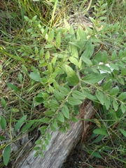 Lithospermum decipiens