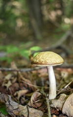 Leccinum luteum