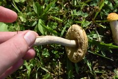 Leccinum luteum