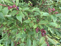 Vaccinium erythrocarpum