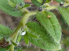 Lithospermum decipiens