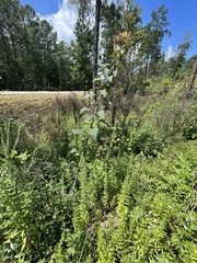 Helianthus resinosus