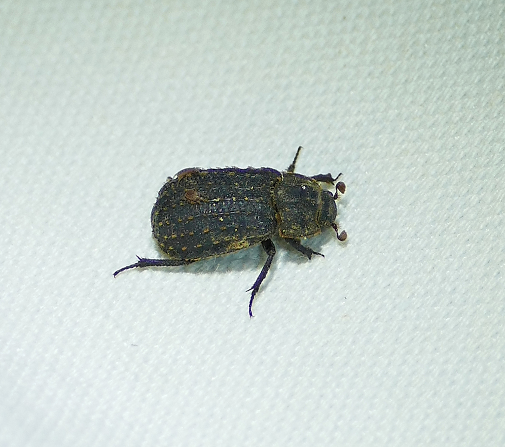 Trox plicatus