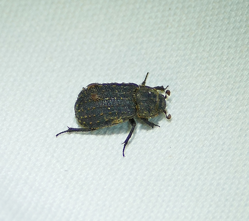 Trox plicatus