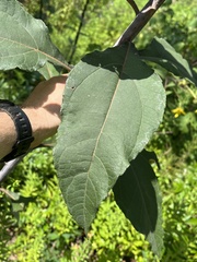 Helianthus resinosus
