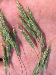 Bromus carinatus