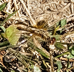 Sympetrum corruptum