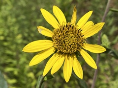 Helianthus resinosus