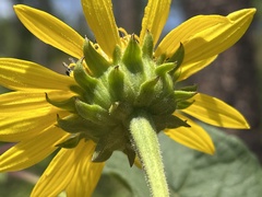 Helianthus resinosus