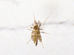 Psectrotanypus varius