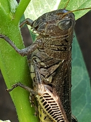 Melanoplus differentialis