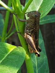 Melanoplus differentialis