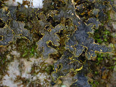 Pseudocyphellaria holarctica