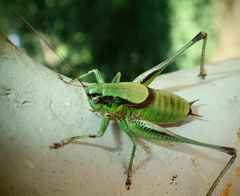 Eupholidoptera chabrieri