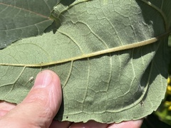 Helianthus resinosus