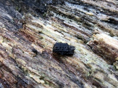 Bolitotherus cornutus