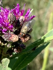 Polleniidae