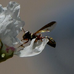 Polybiomyia townsendi