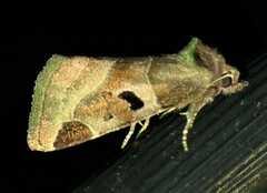 Plagiomimicus pityochromus