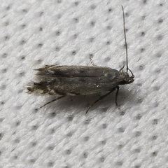 Battaristis concinnusella