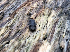 Bolitotherus cornutus