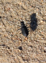 Cicindela obsoleta