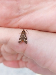 Dysauxes famula