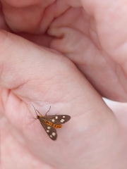 Dysauxes famula
