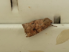 Parastichtis suspecta