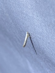 Argyresthia subreticulata