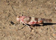 Trimerotropis latifasciata