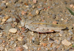 Trimerotropis agrestis