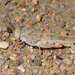 Toothed Field Grasshopper - Photo (c) Rose Ludwig, some rights reserved (CC BY-NC), uploaded by Rose Ludwig
