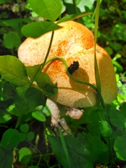 Leccinum boreale