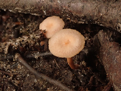 Laccaria tetraspora