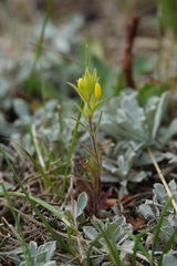 Orthocarpus luteus
