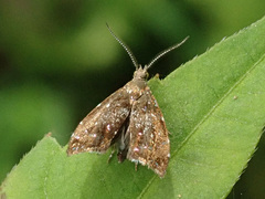 Prochoreutis