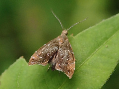Prochoreutis