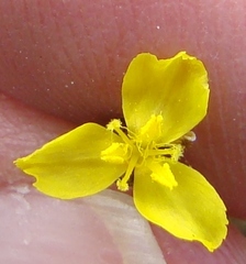 Xyris montana