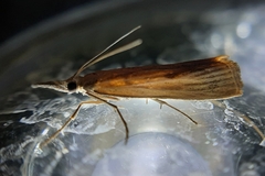 Agriphila