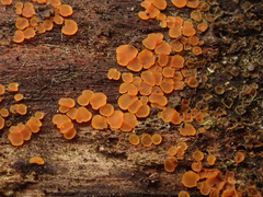 Orbilia xanthostigma