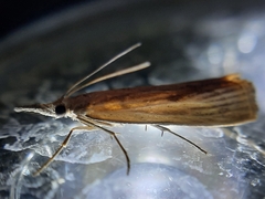 Agriphila