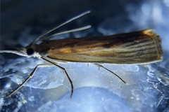 Agriphila