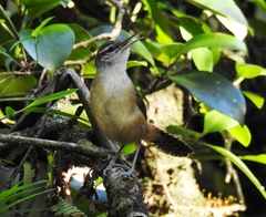 Cantorchilus longirostris