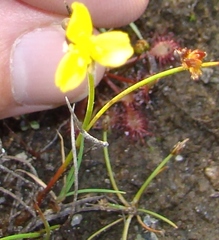 Xyris montana