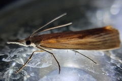 Agriphila