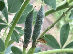 Lupinus albus